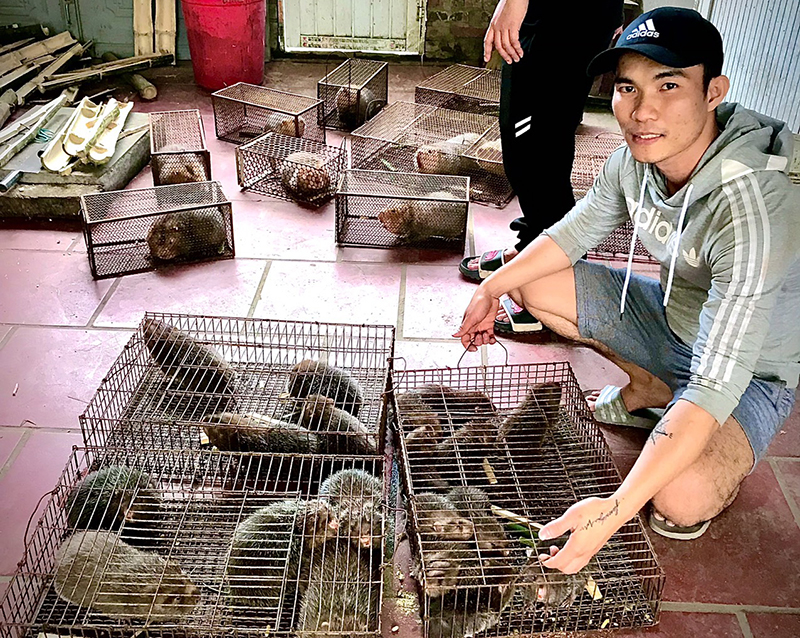 Mô hình nuôi dúi của anh Trần Ngọc Hòa cho thu nhập cao.