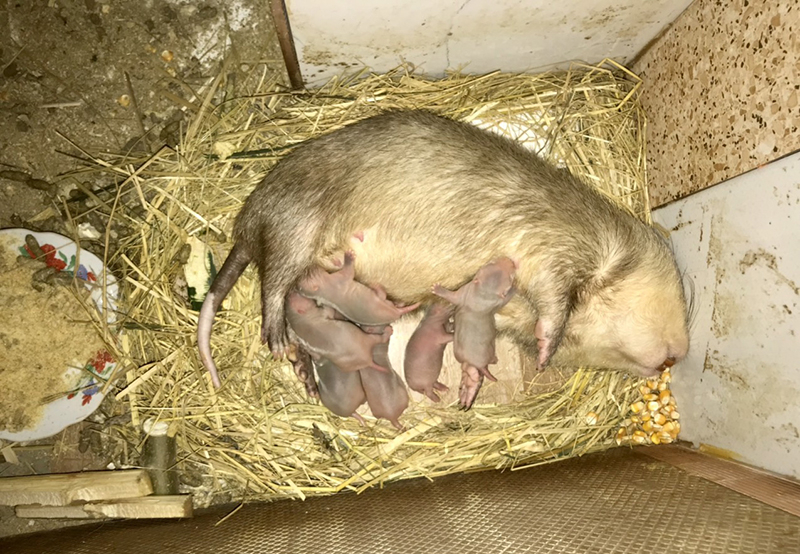 Dúi sinh sản mỗi lứa từ 4-6 con.
