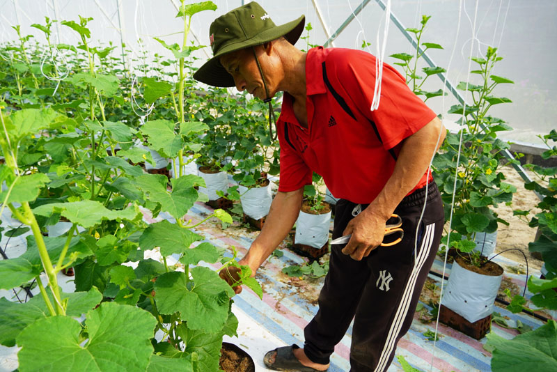 Các chính sách hỗ trợ giúp các HTX nông nghiệp mở rộng về qui mô sản xuất kinh doanh, vùng nguyên liệu.