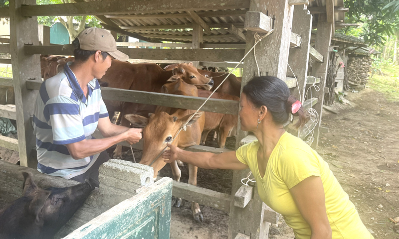 Nhiều hộ đồng bào Rục đã biết làm chuồng trại kiên cố để chăn nuôi, không thả rông gia súc như trước đây.