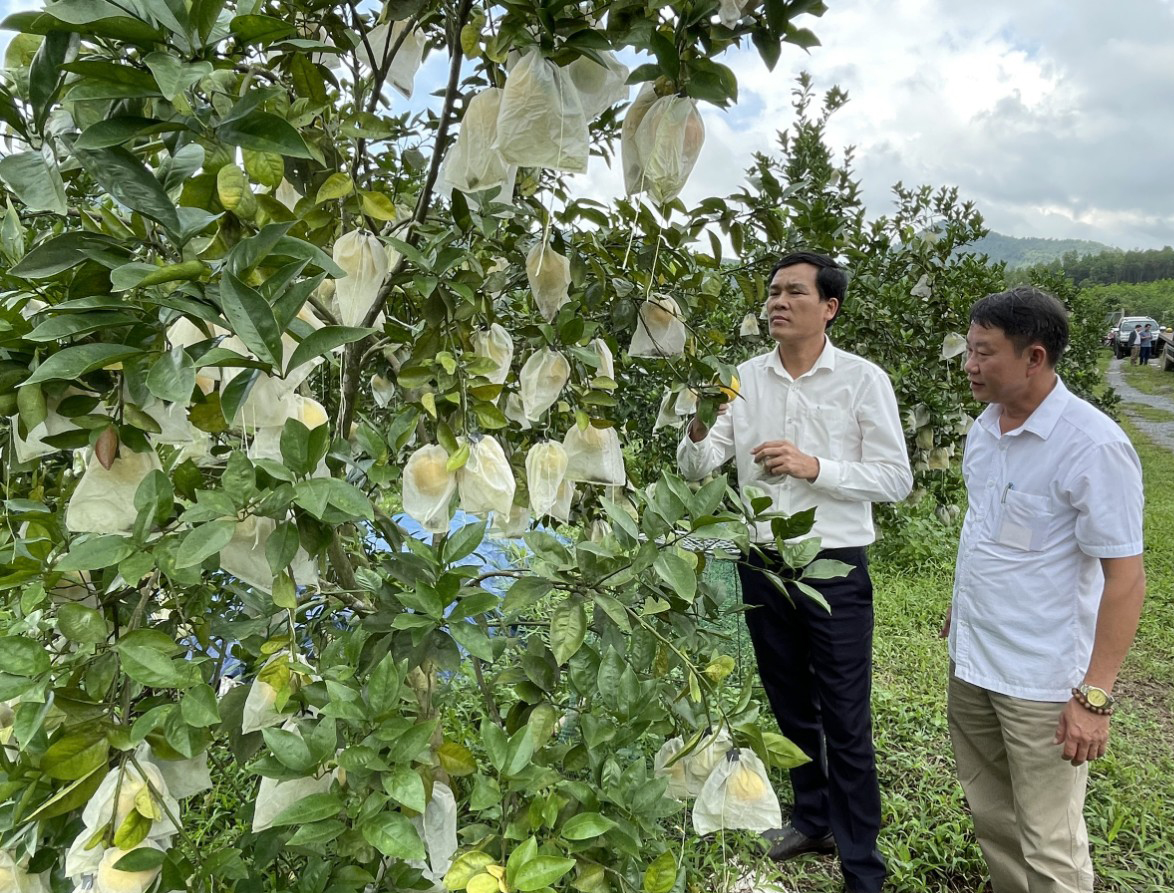 Cam Kim Lũ được giới thiệu, quảng bá trên các nền tảng số nên rất được nhiều người biết đến.
