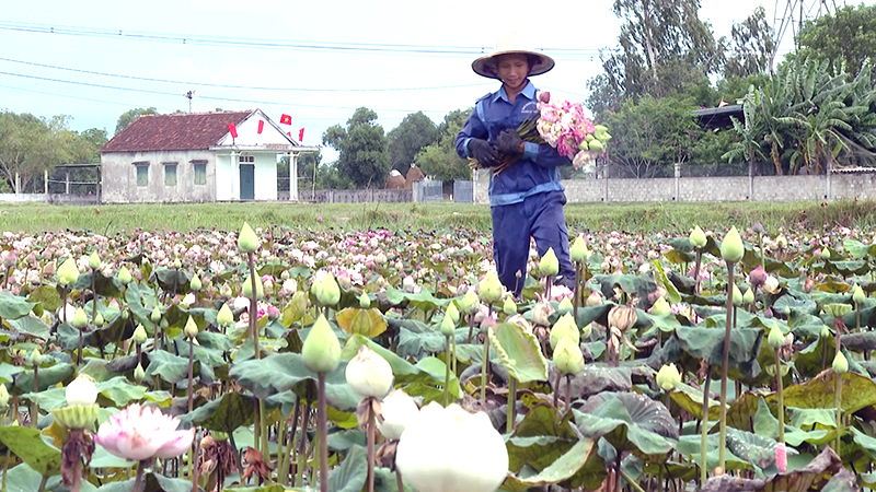 Cánh đồng sen của các tổ viên HTX Thanh Sơn.
