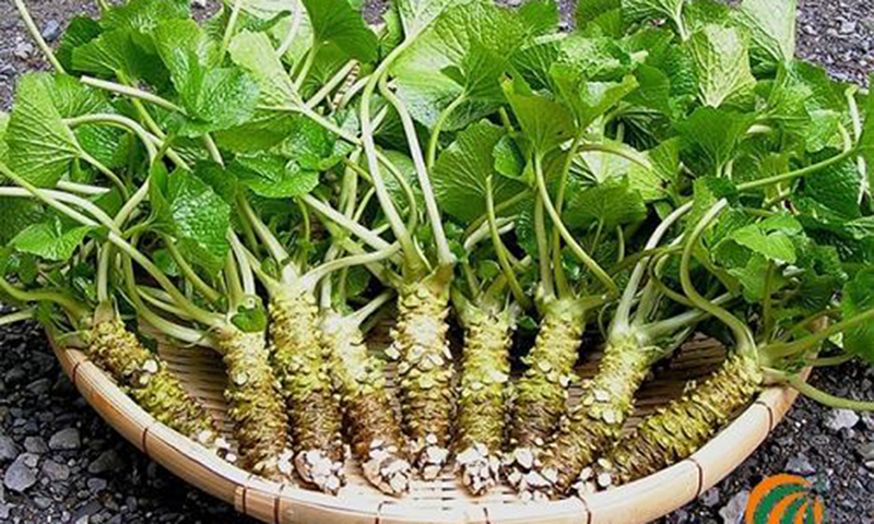 Cây Wasabi trồng ở Nhật Bản. (Nguồn: Kyodo News)