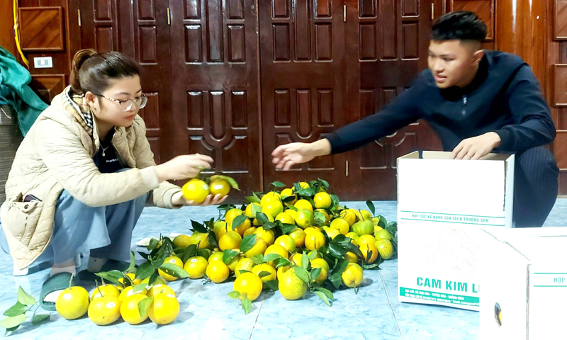 Cam được đóng thùng vận chuyển đi tiêu thụ.