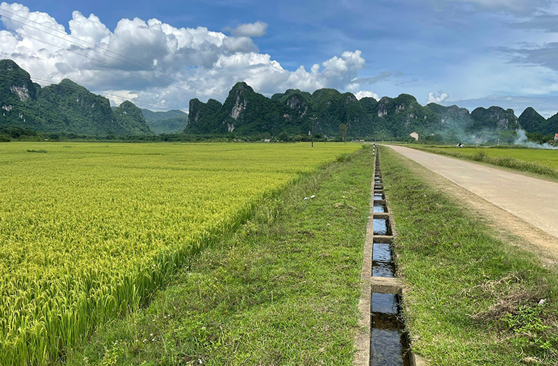 Sản xuất nông nghiệp chuyên dịch theo hướng nâng cao giá trị.