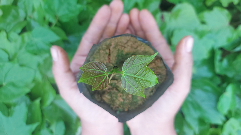 Mô hình trồng cây bản địa sẽ góp phần ứng phó với thiên tai và biến đổi khí hậu.