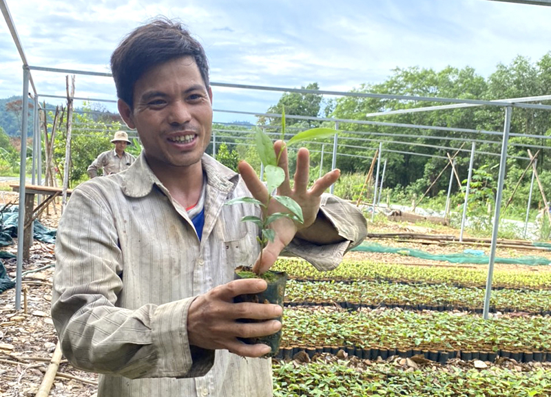 Nhiều người dân bản địa ở xã Lâm Hóa đã làm chủ được kỹ thuật ươm giống cây bản địa.