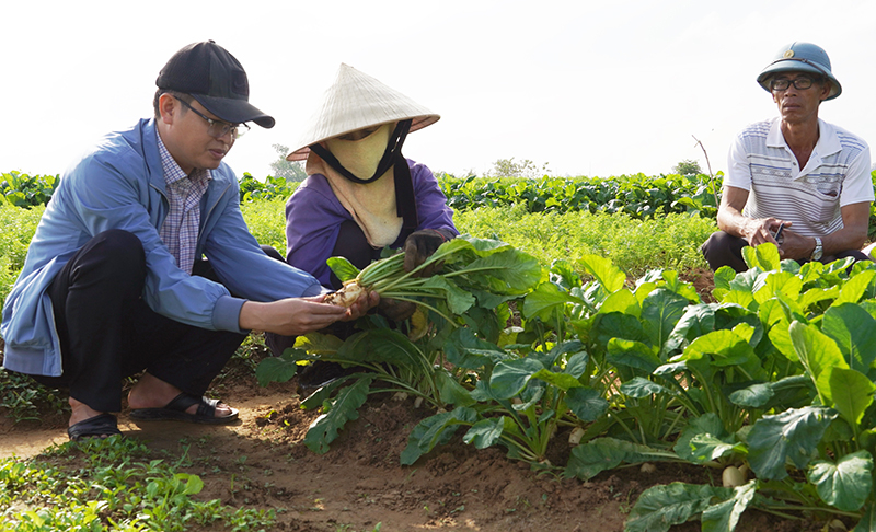 Người dân thu hoạch củ cải.