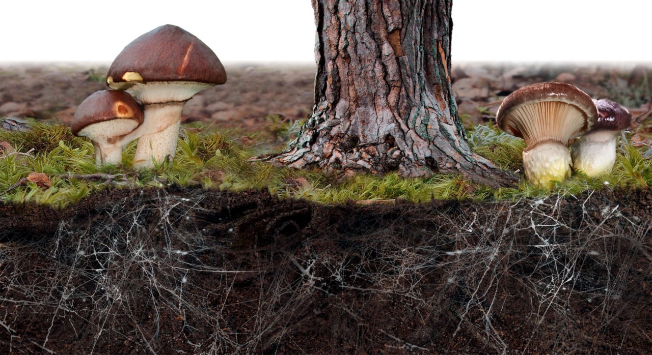 Mycoremediation có thể sẽ thay đổi cách chúng ta chống lại vấn đề ô nhiễm. (Nguồn: Linkedin)