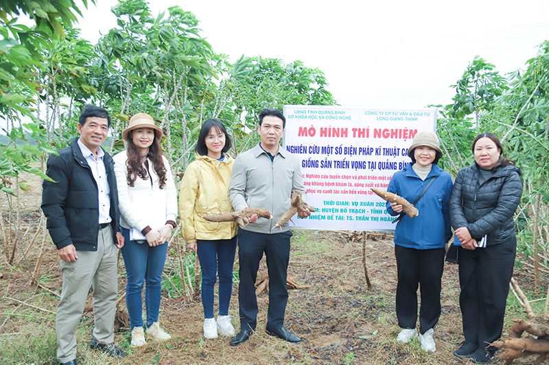 Mô hình thí nghiệm phát triển một số giống sắn mới có khả năng kháng bệnh tại Công ty CP Tư vấn và Đầu tư Long Giang Thịnh.
