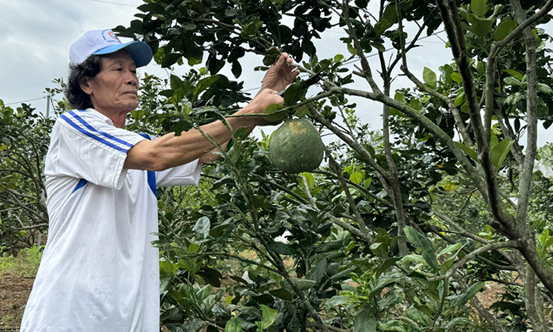 Đảng viên xã Hoa Thủy chăm sóc vườn mẫu.