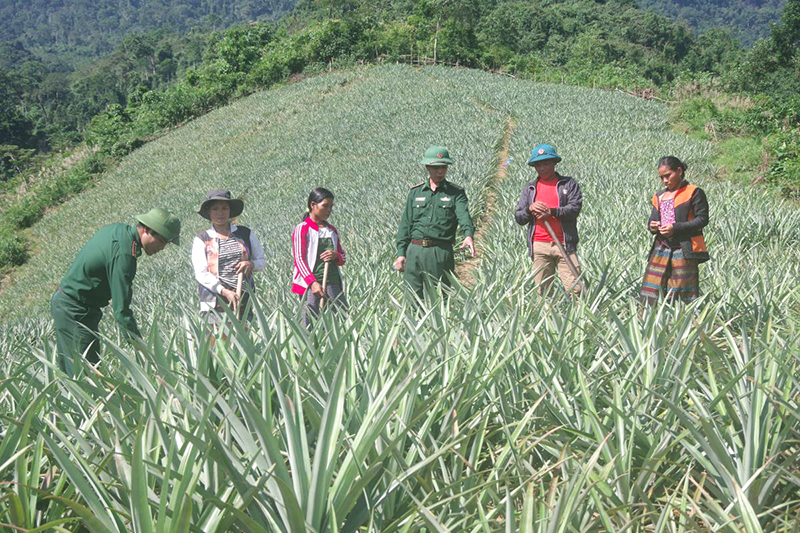 Cán bộ, chiến sĩ Đồn Biên phòng Làng Mô hướng dẫn bà con cách chăm sóc cây dứa cao sản trong mô hình “Vườn dứa hộ gia đình” do đơn vị trao tặng. Ảnh: Nguyễn Thành Phú