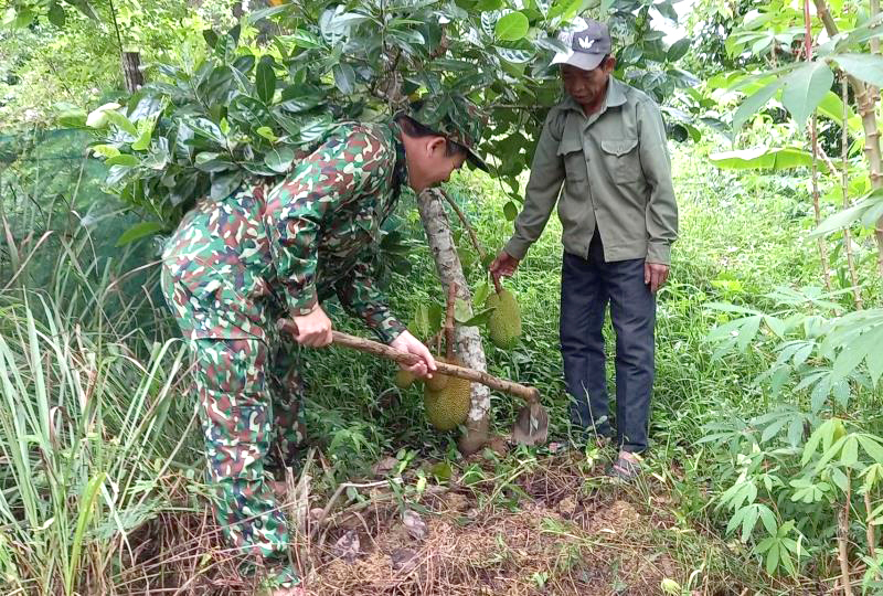 Cán bộ Đồn Biên phòng Ra Mai luôn gần gũi hướng dẫn bà con xã Trọng Hóa kỹ thuật trồng và chăm sóc cây mít Thái cho năng suất cao. Ảnh: Nguyễn Thành Phú