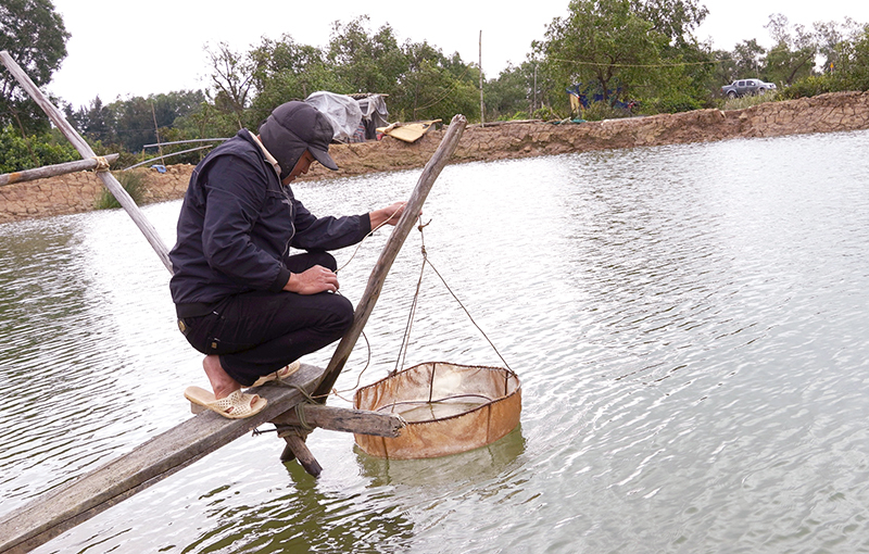 Từ nguồn vốn vay ưu đãi, gia đình anh Cái Viết Thoản ở xã Tân Ninh đã phát triển mô hình nuôi cua, đem lại thu nhập ổn định.