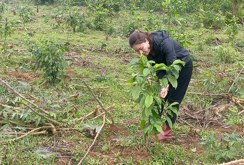 Rừng cây bản địa tại xã Yên Hóa đang phát triển tốt.