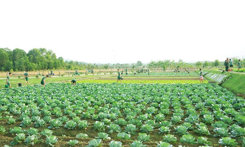 Đẩy mạnh tăng gia, sản xuất rau xanh đưa vào ăn những ngày Tết.