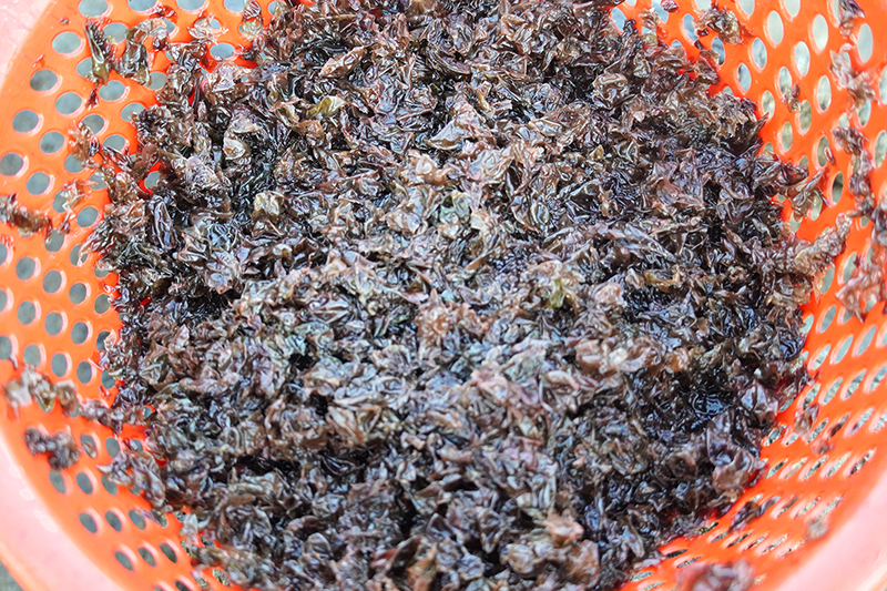 Rong mứt.