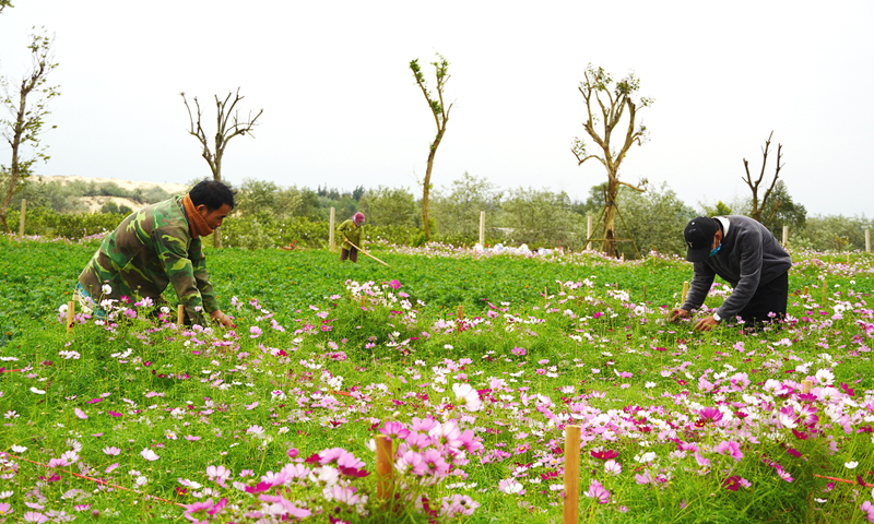 Công nhân vườn hoa Hải Đăng (xã Lý Trạch, Bố Trạch) chăm sóc hoa đón Tết.