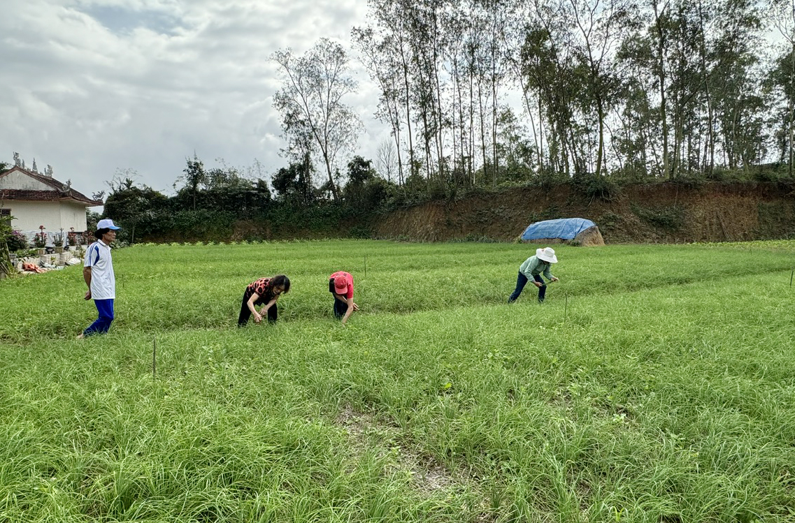 Bà con nông dân huyện Lệ Thủy chăm sóc cây trồng vụ đông-xuân.