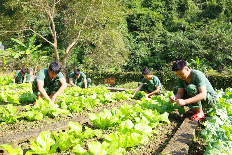 Cán bộ, chiến sĩ Đồn Biên phòng Đức Long, BĐBP Cao Bằng tích cực tăng gia sản xuất, góp phần nâng cao chất lượng bữa ăn cho bộ đội. Ảnh: CTV