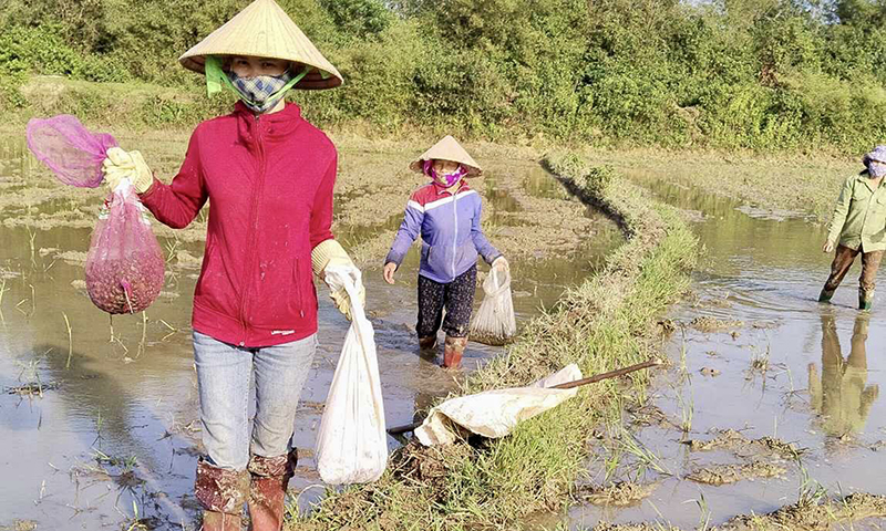 Mô hình bắt ốc bươu vàng gây quỹ tình thương của Hội LHPN xã Tây Trạch.