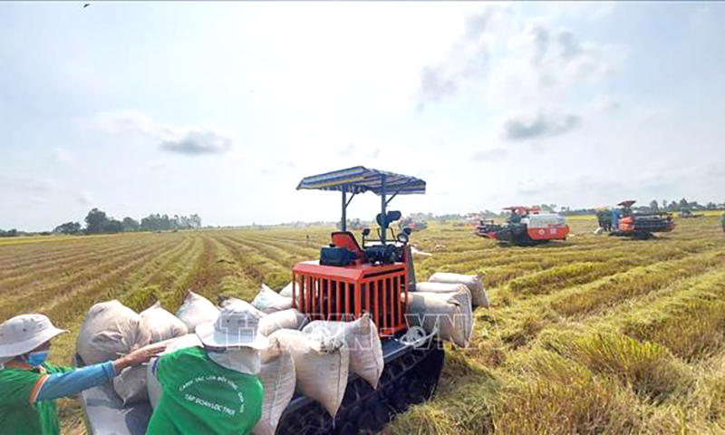 Nông dân huyện Thoại Sơn (An Giang) thu hoạch lúa Đông Xuân. Ảnh minh họa: Công Mạo/TTXVN