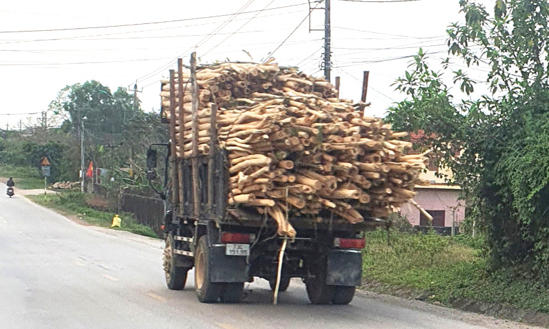 Một xe tải chở cây keo vượt kích thước thành thùng xe.