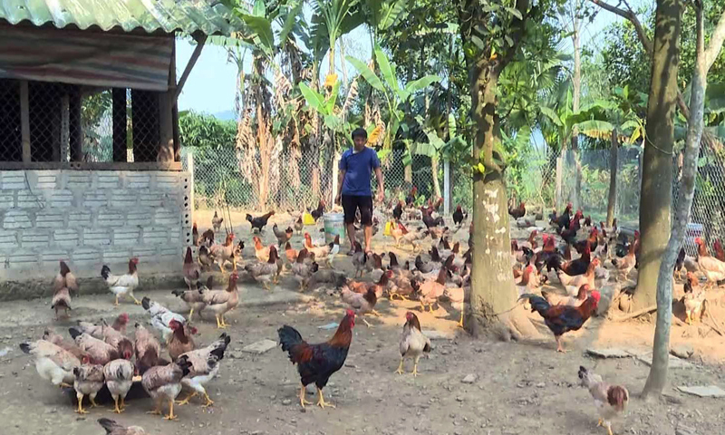 Các hộ vay vốn đã đầu tư chăn nuôi để tăng thu nhập.