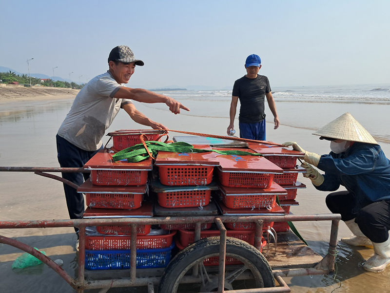 Ngoài cá bè vàng, ngư dân cũng trúng nhiều mực.