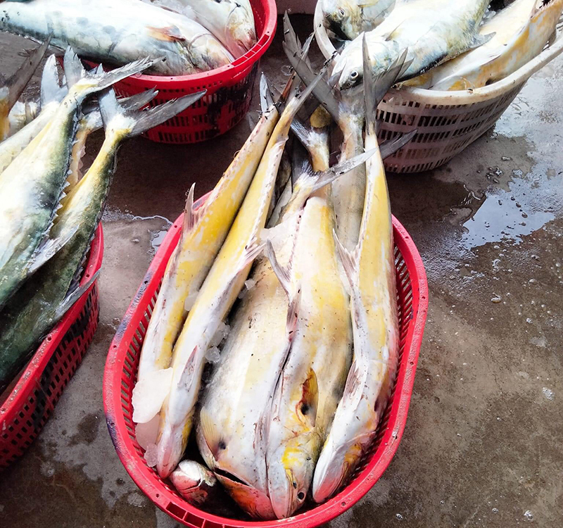 Những ngày qua, ngư dân đánh bắt vùng lộng các xã Cảnh Dương và Quảng Xuân (Quảng Trạch) liên tục trúng cá bè vàng.