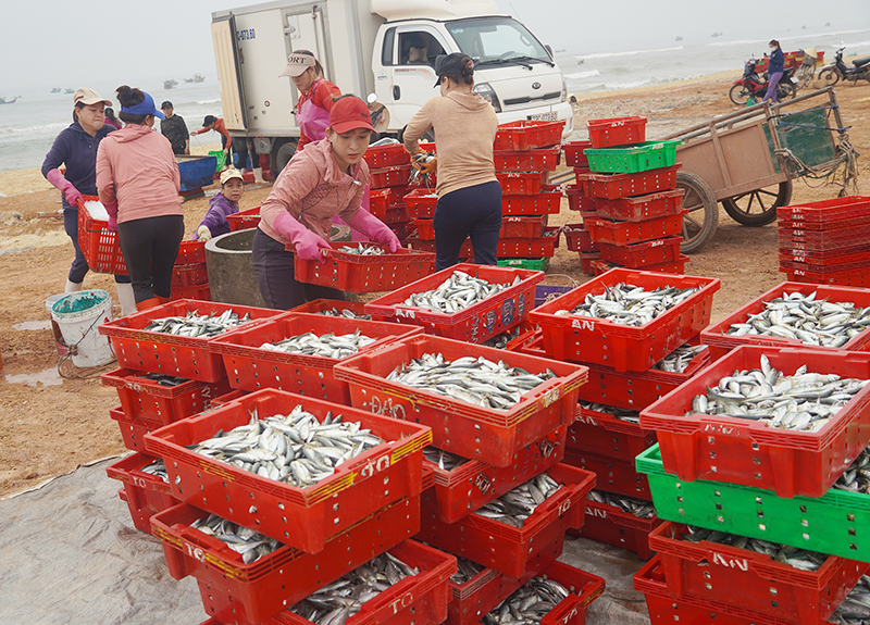 Việc khai thác, chế biến hải sản trên địa bàn huyện Bố Trạch thời gian qua mang lại hiệu quả<em style=
