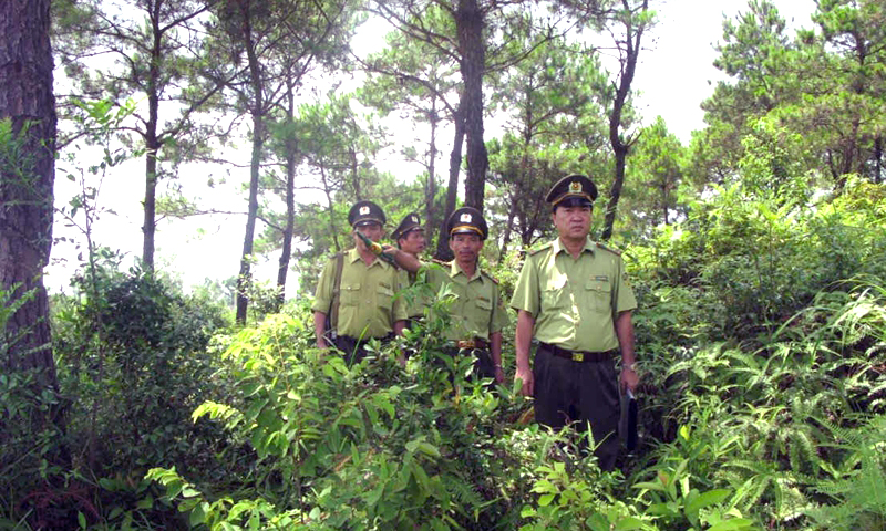 Tăng cường sự lãnh đạo của Đảng đối với công tác quản lý, bảo vệ và phát triển rừng (Ảnh minh họa) 