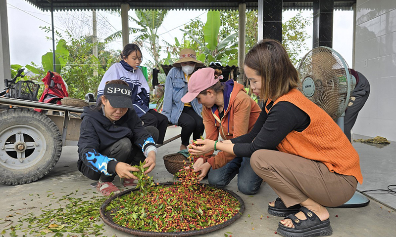 Một ngày “ăn dâu”, nhóm của chị Đàm Thị Thanh (xã Quảng Kim) thu được gần 30 lon dâu.