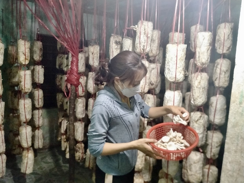 Người dân đầu tư phát triển sản xuất sau khi được tham gia các lớp đào tạo nghề từ nguồn kinh phí của các chương trình mục tiêu quốc gia.