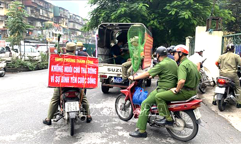 Đội bắt chó thả rông (quận Ba Đình, Hà Nội). Ảnh minh họa: TTXVN phát