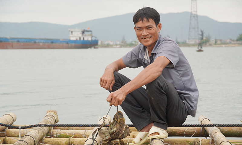 Những bè hàu treo dây sinh trưởng tốt, sắp thu hoạch của anh Trong.