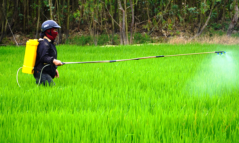 Người dân phun thuốc phòng trừ bệnh đạo ôn lá cho lúa.
