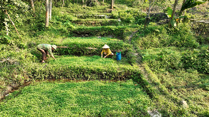 Vợ chồng ông Nguyễn Anh Dung thu hoạch cải xoong.