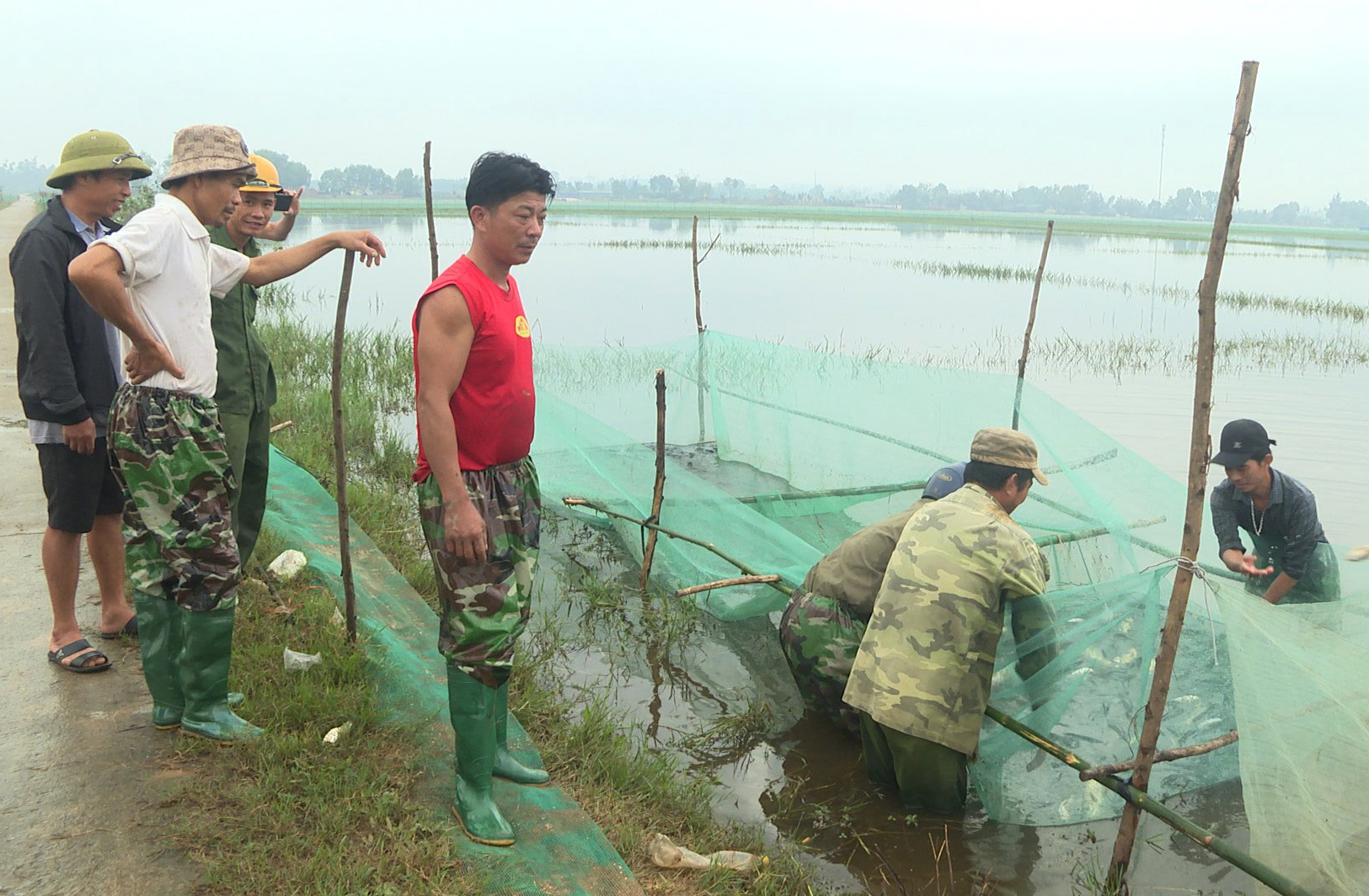 Nông dân huyện Lệ Thủy thu hoạch cá.