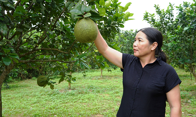 Nông dân giảm chi phí tiền điện, tiết kiệm nguồn nước và nhân công khi sử dụng công nghệ tưới nhỏ giọt của Israel.
