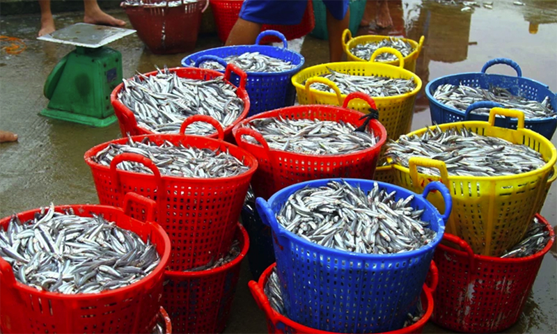Cá cơm có giá bán trong khoảng 13.000-15.000 đồng/kg. (Ảnh: Tá Chuyên/TTXVN)