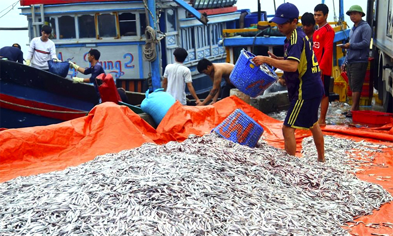 Nue dân bội thu cá cơm.