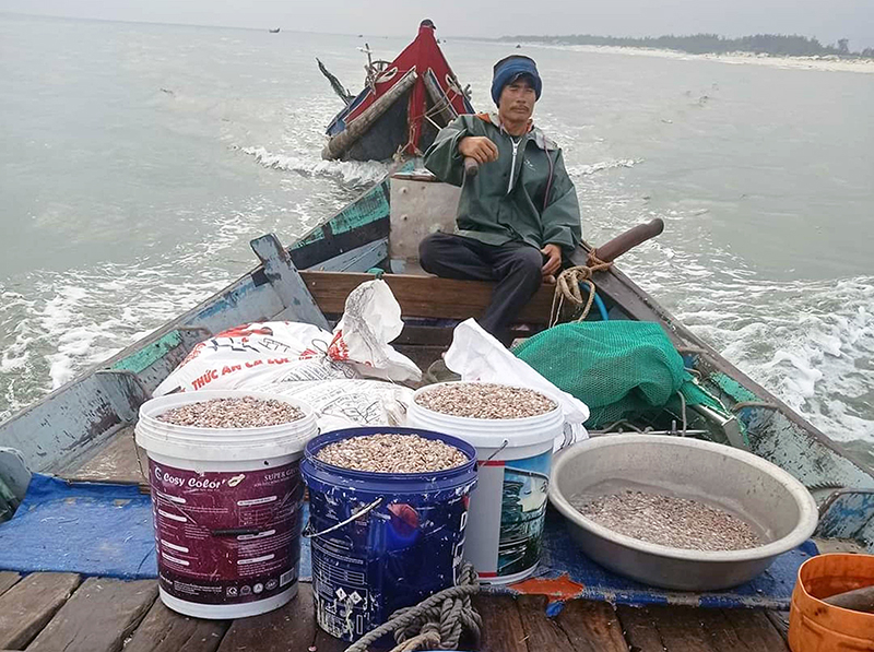 Ngư dân khai thác được hàng tấn ốc ruốc mỗi ngày.