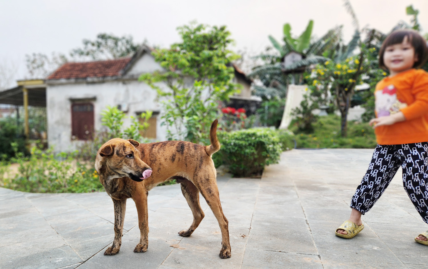Các gia đình phải hạn chế cho trẻ nhỏ chơi đùa với chó, mèo và hướng dẫn trẻ cách phòng tránh chó, mèo cắn và thông báo ngay cho ba, mẹ khi bị chó, mèo cào, cắn.