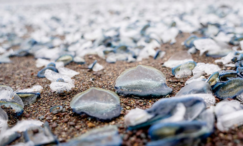 Velella velella nhỏ bé có màu xanh đặc biệt. Ảnh: Getty Images