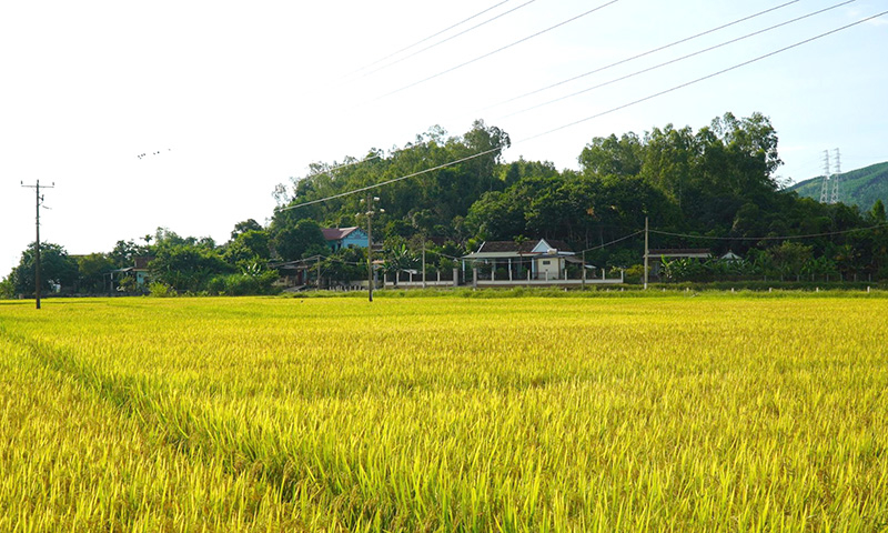 Quang cảnh cánh đồng xã Cảnh Hóa.