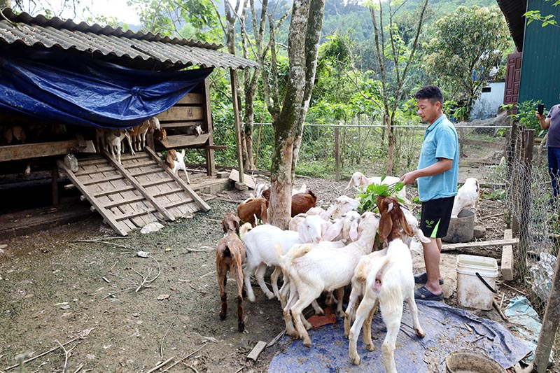 Đàn dê bách thảo sinh sản tại gia đình ông Trần Xuân Tư, Trưởng bản Ón, xã Thượng Hóa (Minh Hóa).