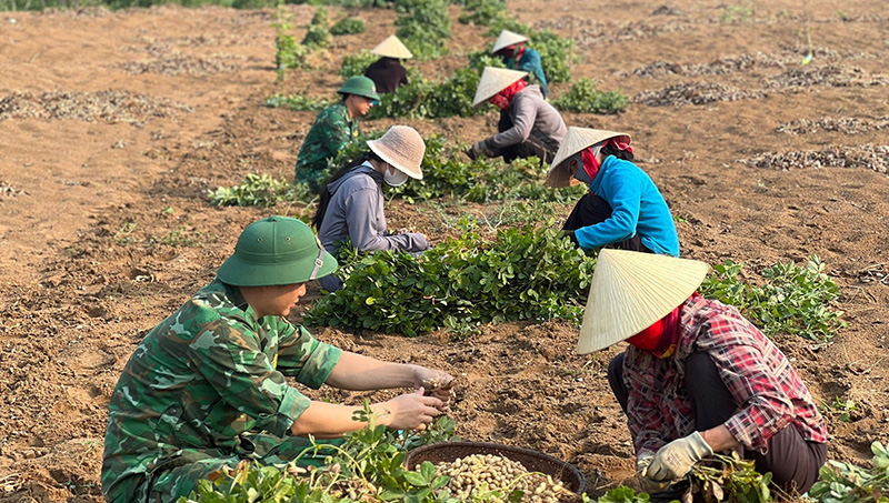 CB,CS Đồn Biên phòng Làng Mô thu hoạch lạc giúp bà con