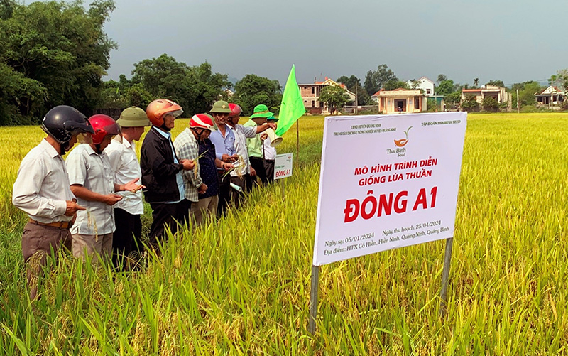 Các đại biểu phân tích, đánh giá về năng suất của giống lúa mới Đông A1 tại thôn Bắc Cổ Hiền, xã Hiền Ninh. 
