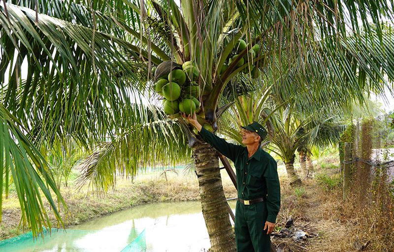 CCB Đặng Văn Luân bên vườn dừa trĩu quả cạnh ao cá.